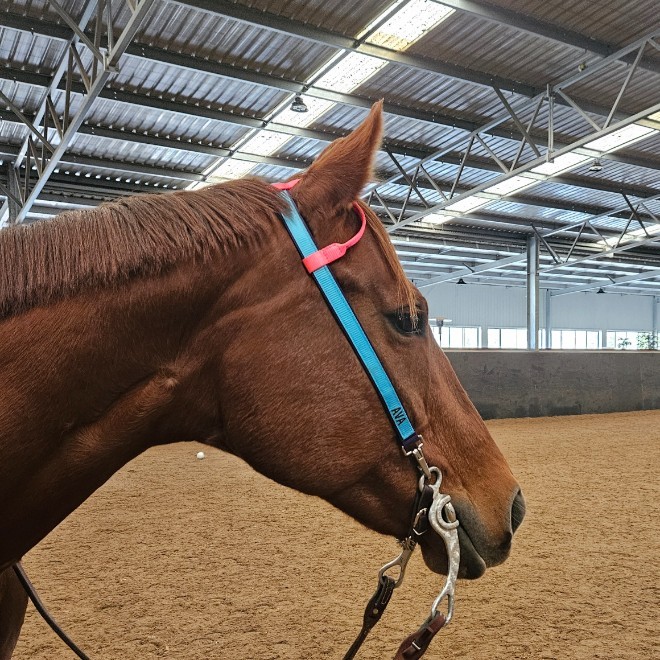bree Lornie
